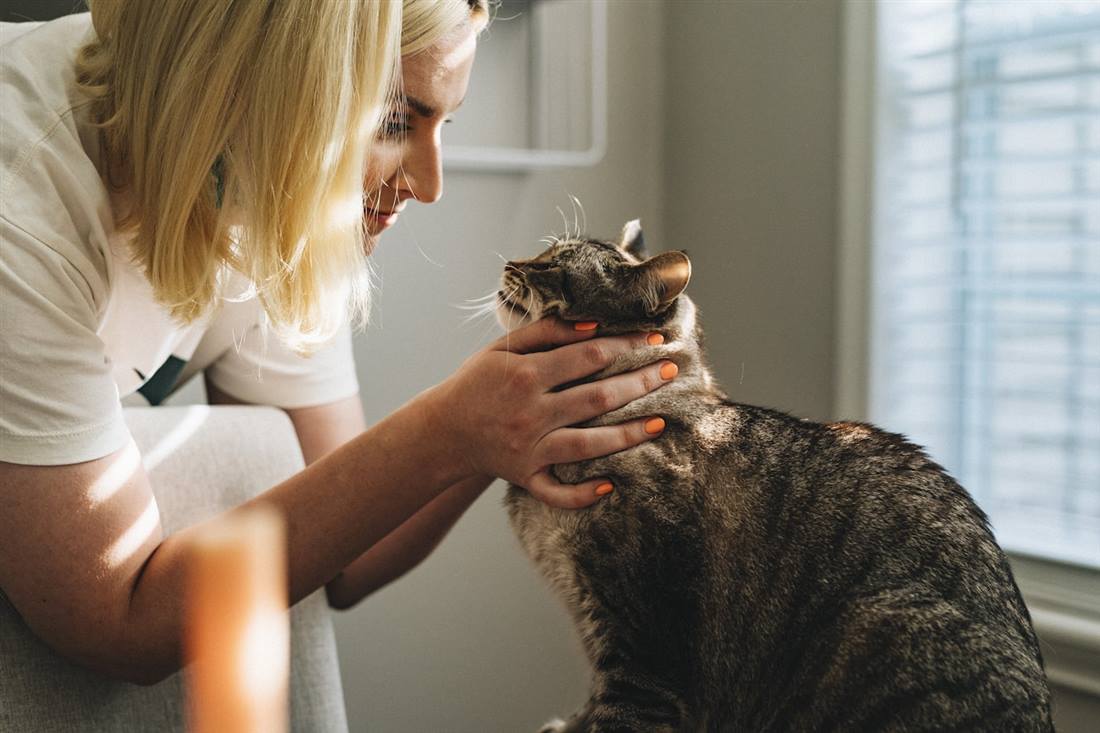 Atención con cariño a un gato en la clínica