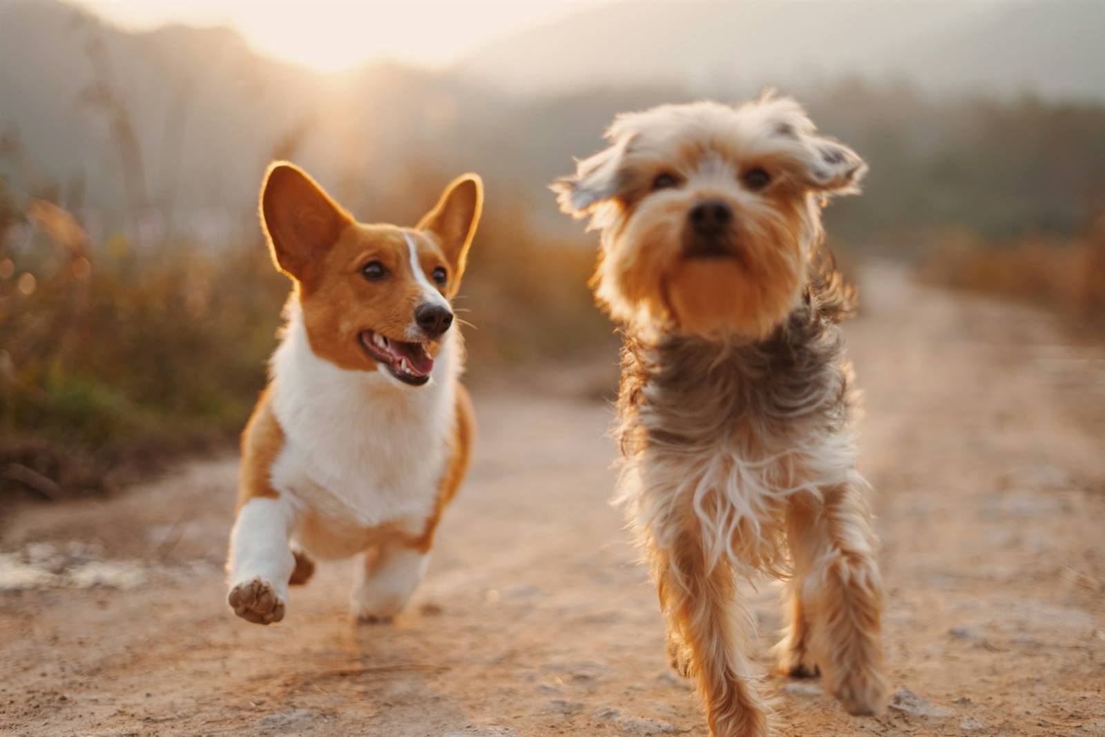 Demo de página web para clínica veterinaria